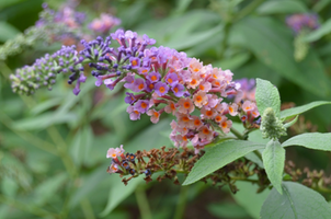 Buddleia 'Bicolor'