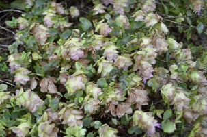 Origanum 'Kent Beauty'