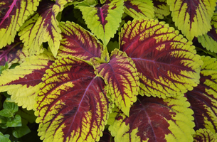 Solenostemon scutellarioides 'Kong Rose'