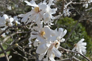 Magnolia stellata 'Royal Star'