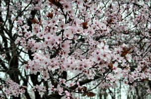 Prunus cerasifera