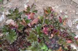 Heuchera 'Black Taffeta'