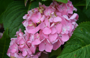 Hydrangea macrophylla 'Berner'