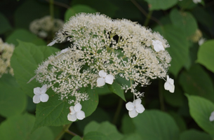 Hydrangea arborescens 'White Dome'