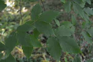 Acer 'Gingerbread'