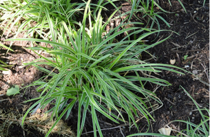 Carex morrowii