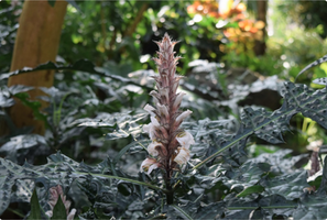 Acanthus montanus