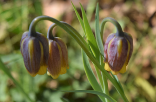 Fritillaria uva-vulpis