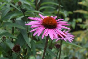 Echinacea purpurea 'Pica Bella'