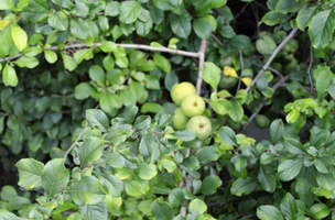 Chaenomeles japonica var. alpina