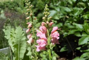 Antirrhinum majus