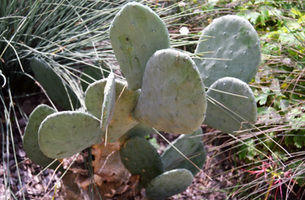 Opuntia cacanapa 'Ellisiana'