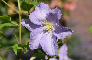 Clematis 'Blue Angel'