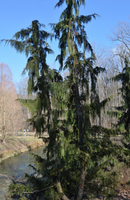 Cupressus nootkatensis ‘Green Arrow’