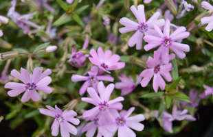 Phlox subulata 'Fort Hills'