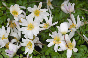 Anemone blanda 'White Splendour'