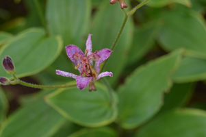 Tricyrtis formosana 'Gilt Edge'