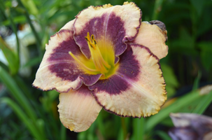 Hemerocallis 'Daring Deception'