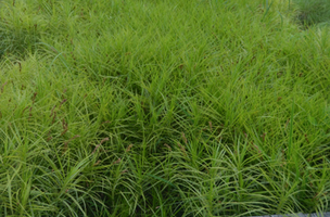 Carex muskingumensis 'Oehme'