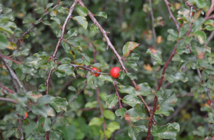 Cotoneaster adpressus var. praecox