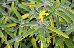 Phlomis fruticosa