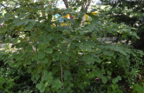 Fothergilla major