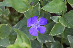 Vinca major