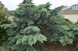 Cedrus deodara 'Divinely Blue'