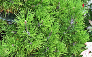 Pinus heldreichii