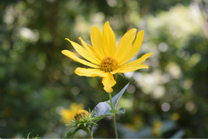 Helianthus decapetalus