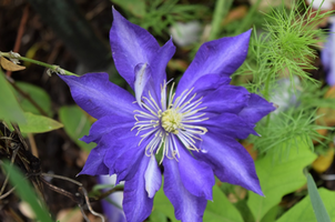 Clematis 'Daniel Deronda'