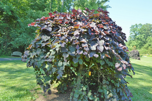 Cercis canadensis 'Ruby Falls'