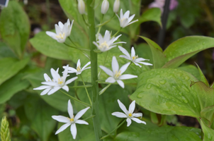 Ornithogalum magnum