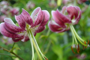 Lilium 'Black Beauty'