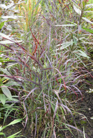 Panicum virgatum 'Ruby Ribbons'