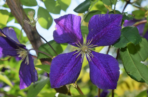 Clematis 'Jackmanii'