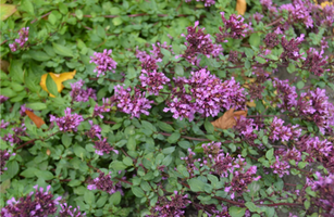 Origanum laevigatum 'Herrenhausen'