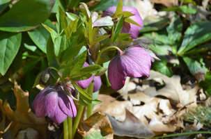 Helleborus x hybridus (Ashwood Garden Hybrids)