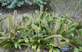 Eucomis comosa 'Sparkling Burgundy'