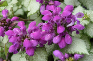 Lamium maculatum 'Orchid Frost'