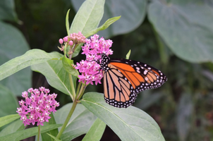 Asclepias incarnata