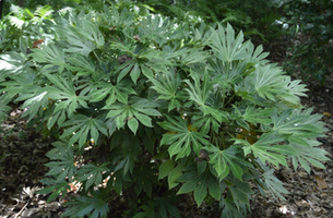 Fatsia japonica 'Spider Web'