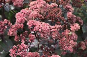 Sedum x 'Blue Pearl'