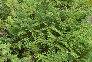 Thuja koraiensis