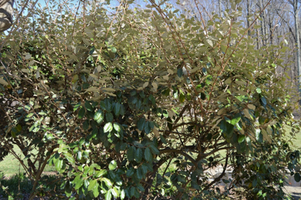 Elaeagnus × ebbingei