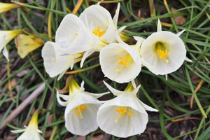 Narcissus 'White Petticoat'