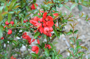 Chaenomeles speciosa