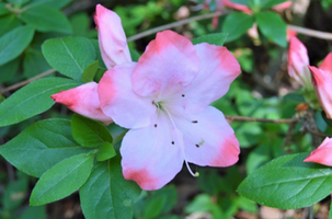 Rhododendron 'Margaret Douglas'