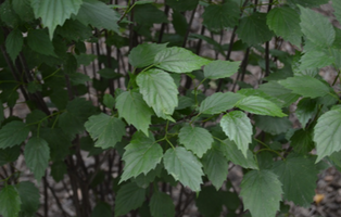 Viburnum dentatum