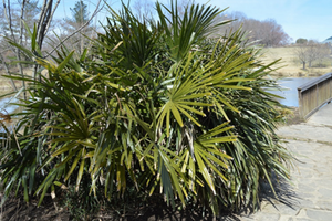 Rhapidophyllum hystrix